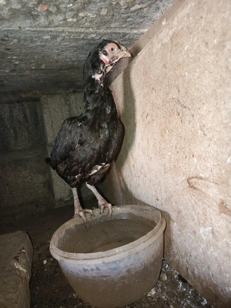easc birds 4k and breedar 6k — photo 2