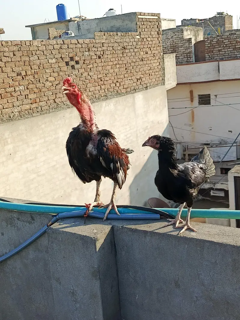 easc birds 4k and breedar 6k — photo 4
