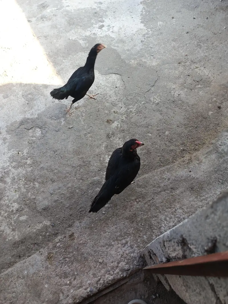 easc birds 4k and breedar 6k — photo 6