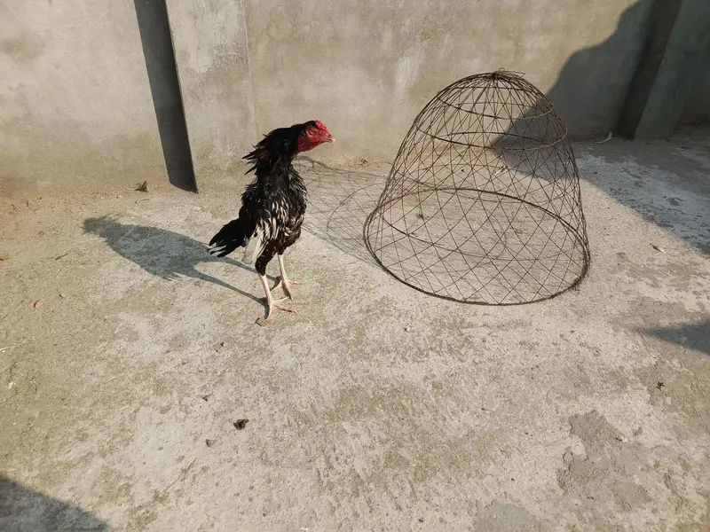 easc birds 4k and breedar 6k — photo 7