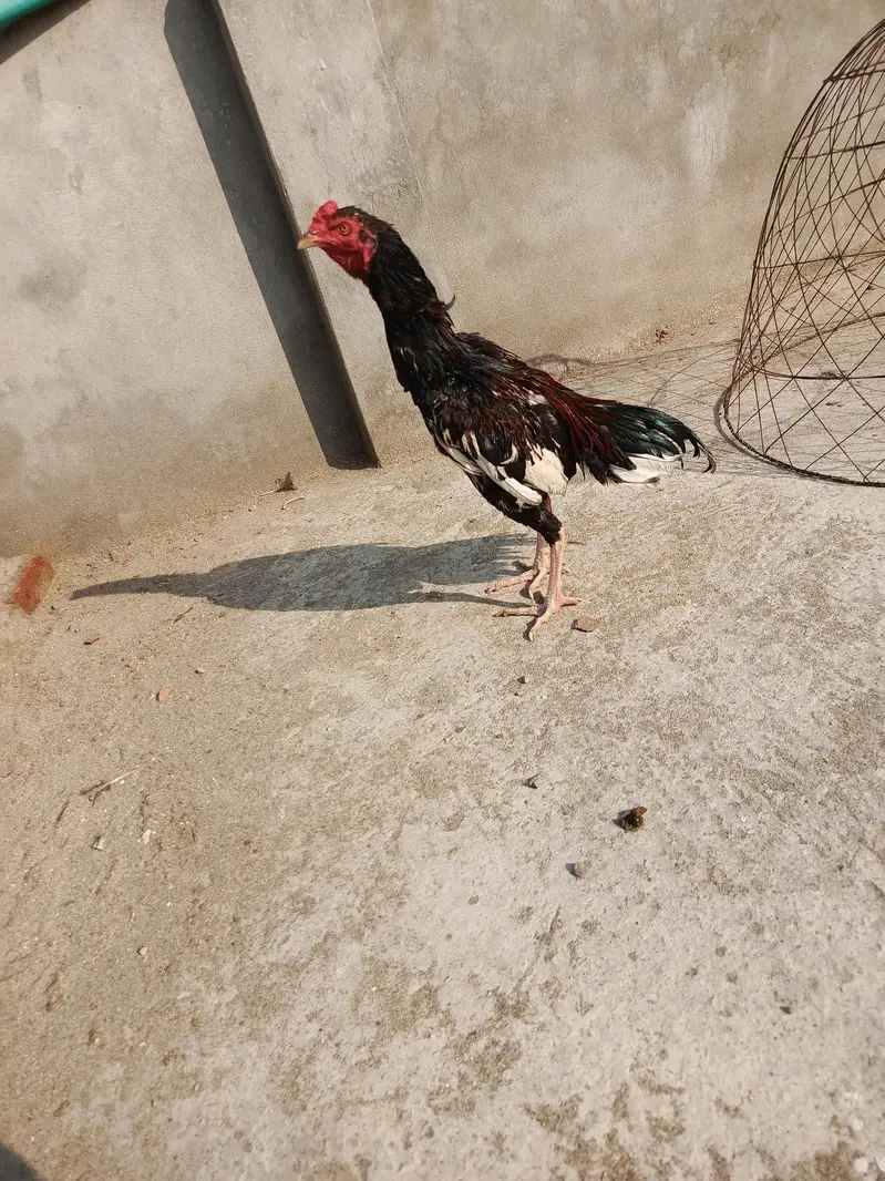 easc birds 4k and breedar 6k — photo 8