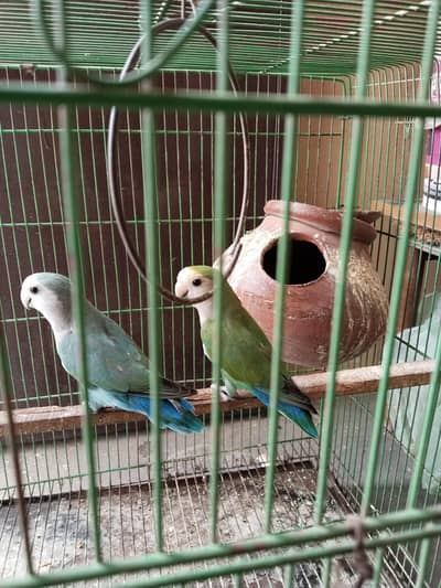 love birds