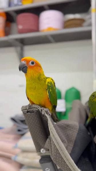 sun conure male