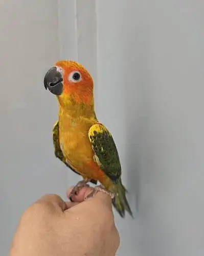 sun conure male — photo 2