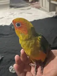 sun conure male — photo 3