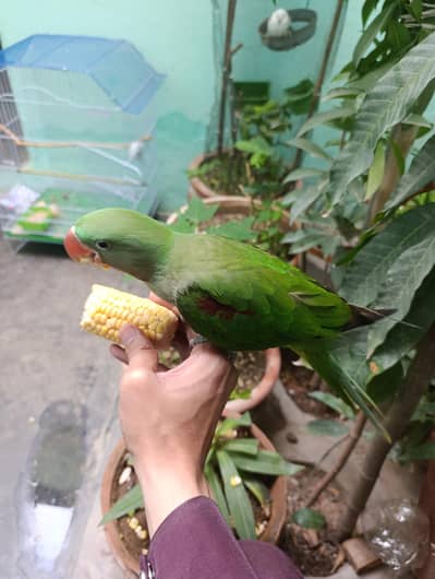Hand-Tamed Male Alexandrine Parrot – 7/8 Months