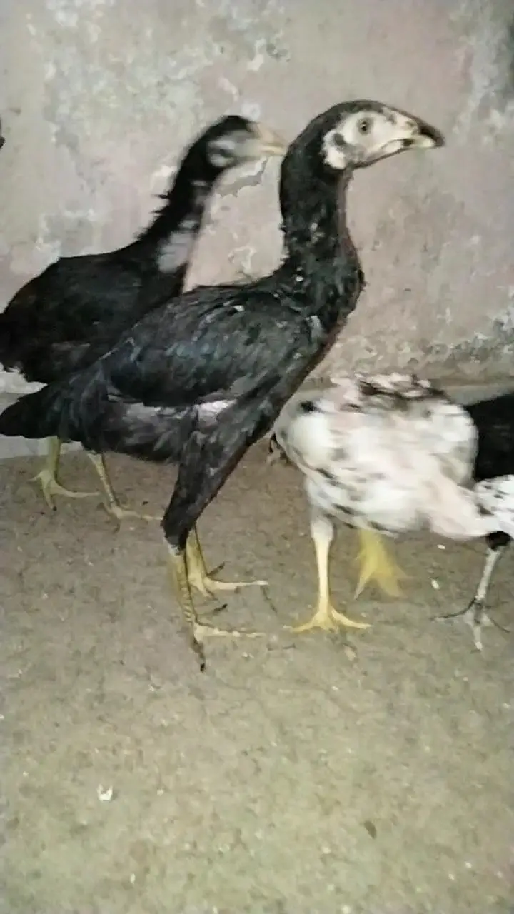 Aseel pathy 03325519002 — photo 2