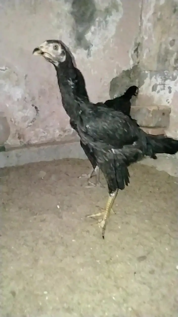 Aseel pathy 03325519002 — photo 3