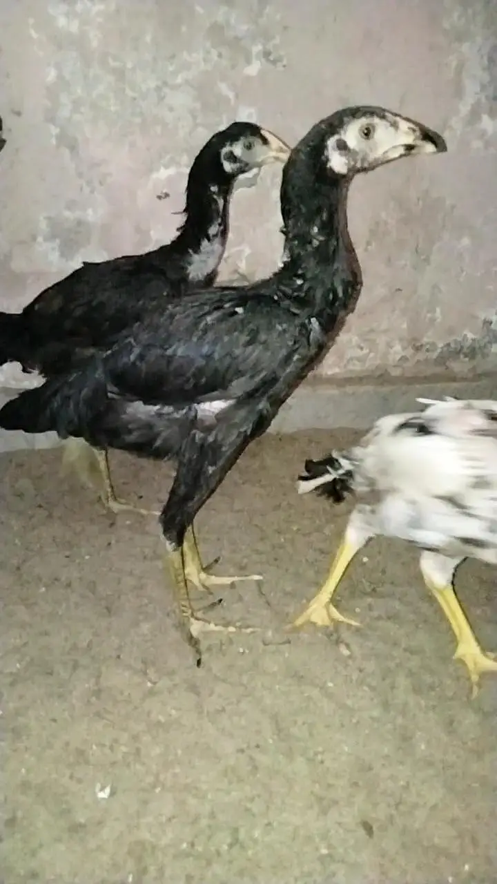 Aseel pathy 03325519002 — photo 4