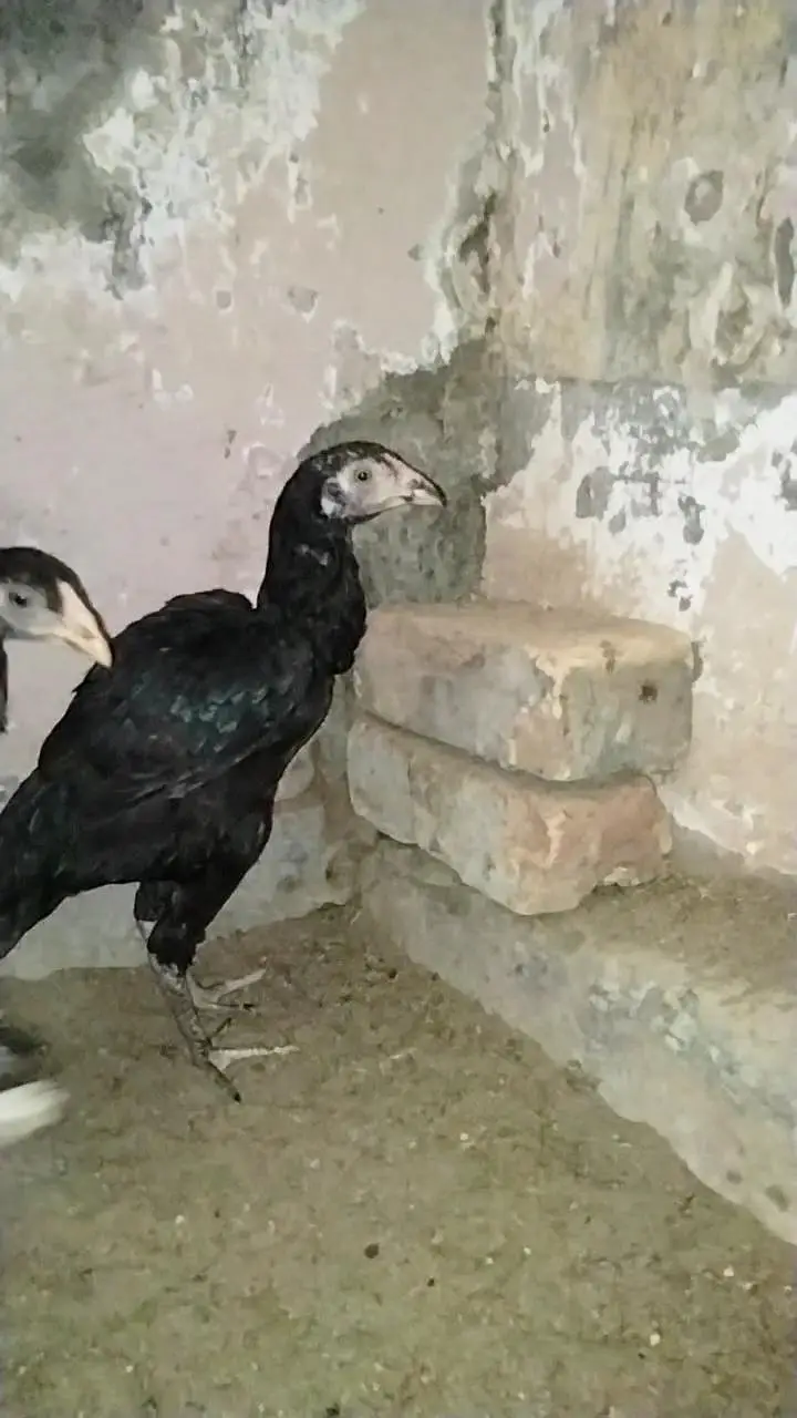 Aseel pathy 03325519002 — photo 6