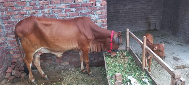 cow for sale