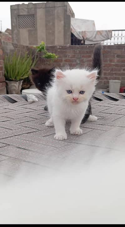 Persian triple coated kitten