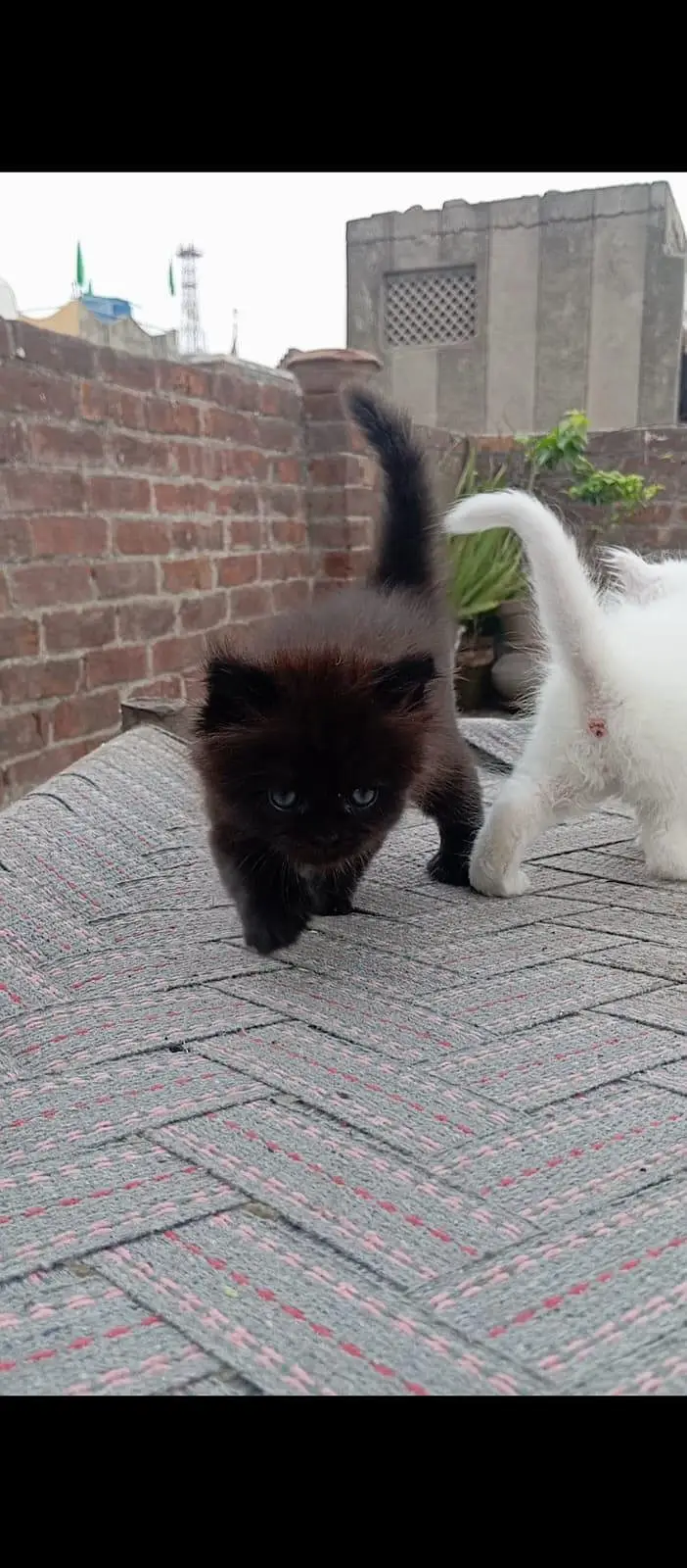 Persian triple coated kitten — photo 3