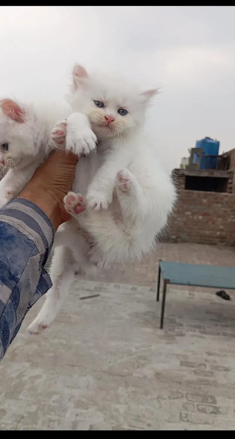 Persian triple coated kitten — photo 4