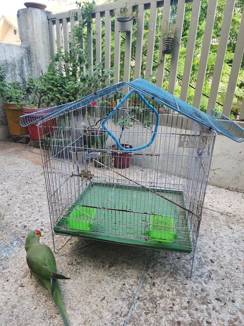 birds cage — photo 4
