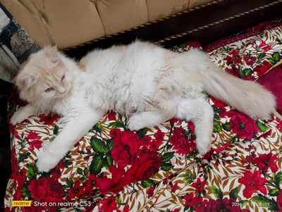 I want sell my Male cat