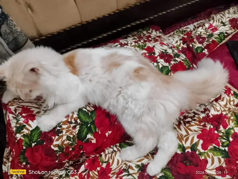 I want sale my Male cat Taggy — photo 2