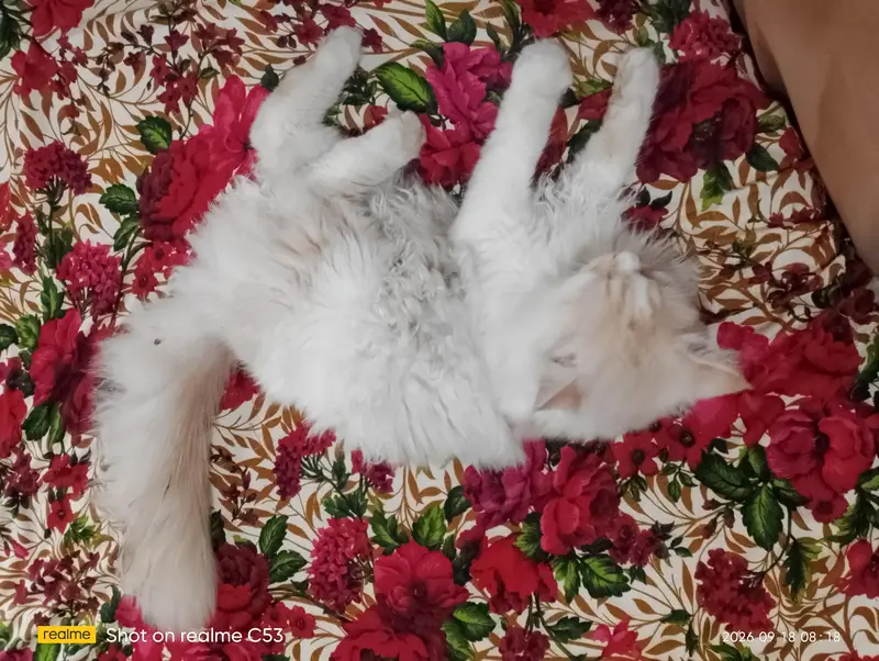 I want sale my Male cat Taggy — photo 3