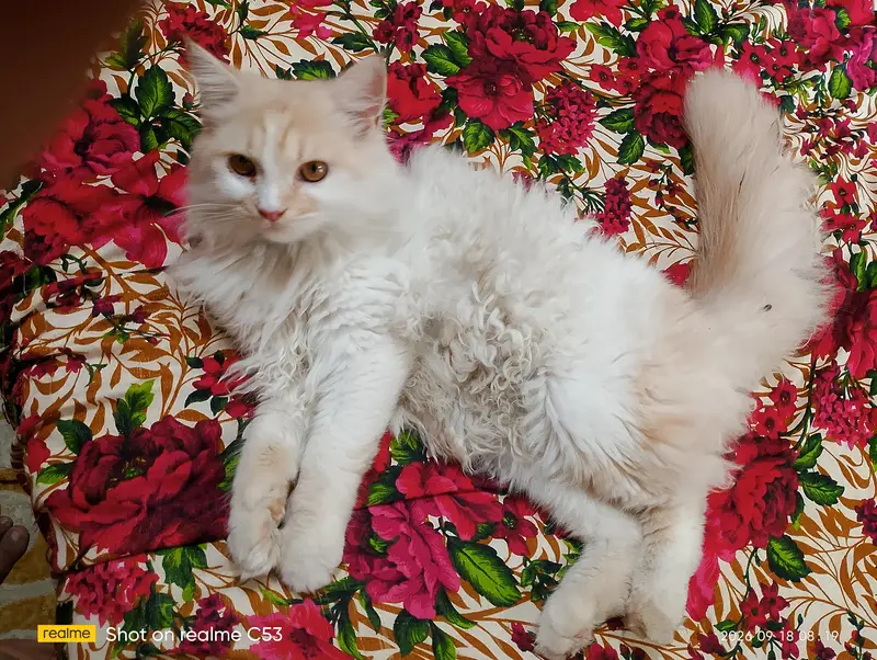I want sale my Male cat Taggy — photo 4