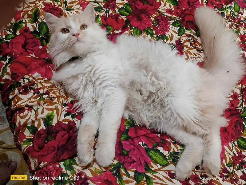 I want sale my Male cat Taggy — photo 5