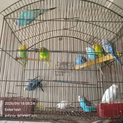 parrot