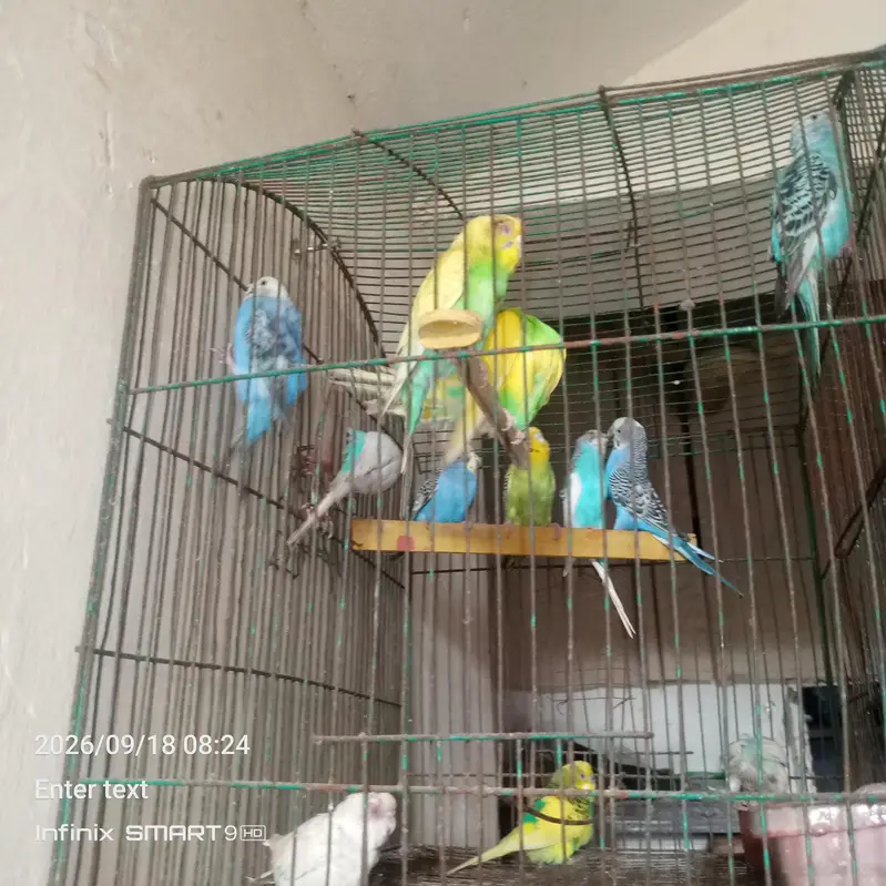 parrot — photo 2