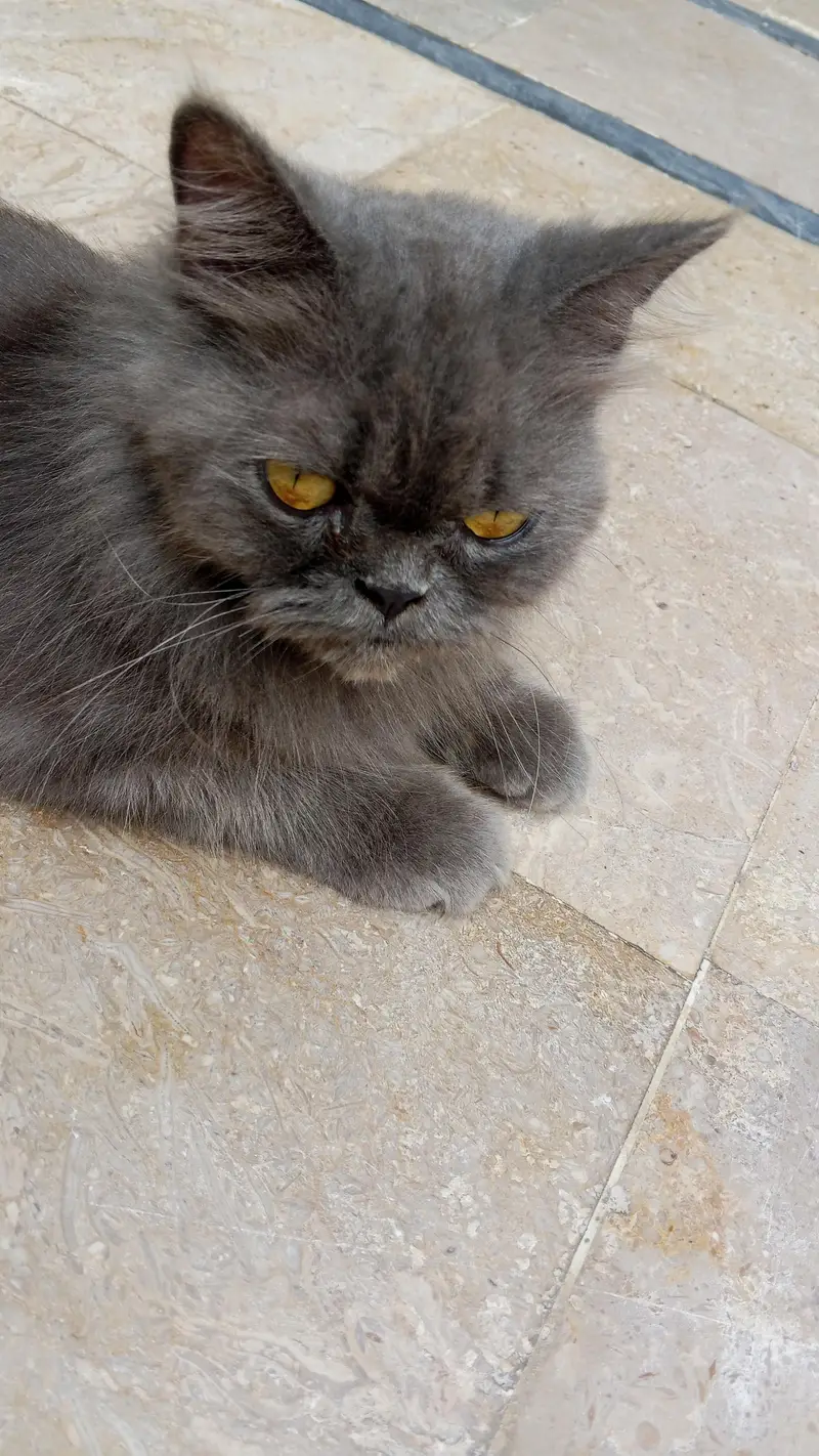 Two Persian cats — photo 2