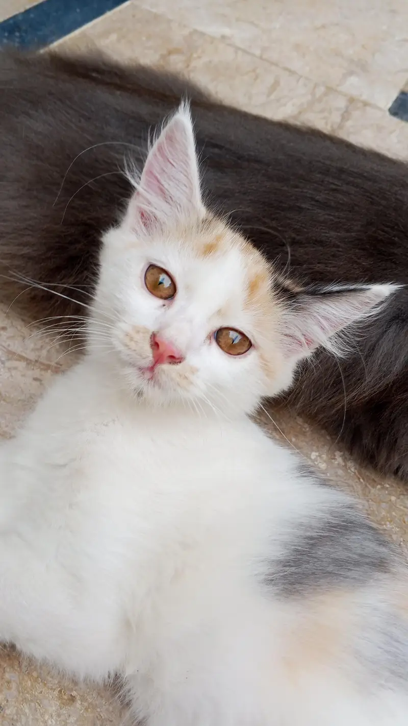 Two Persian cats — photo 3