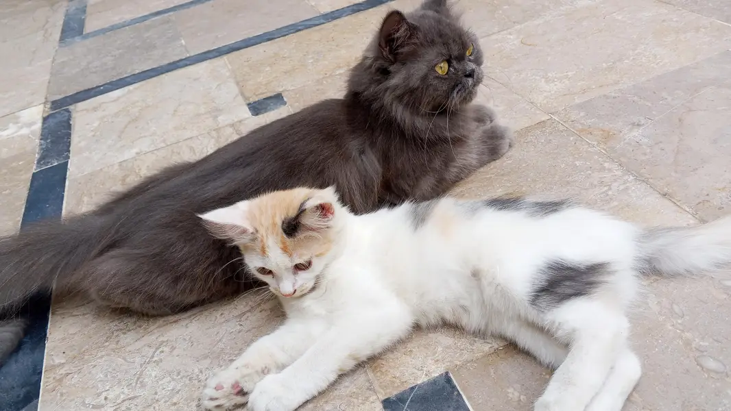 Two Persian cats — photo 4