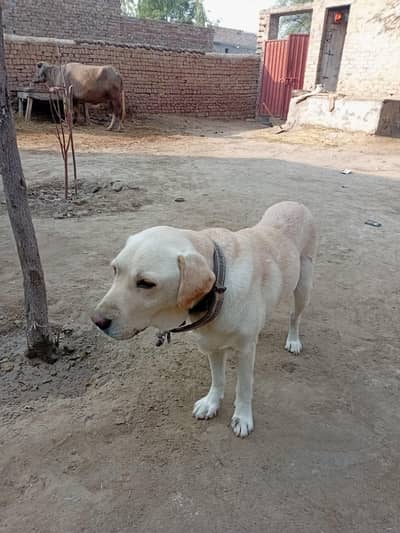 British Labrador retriever female dog