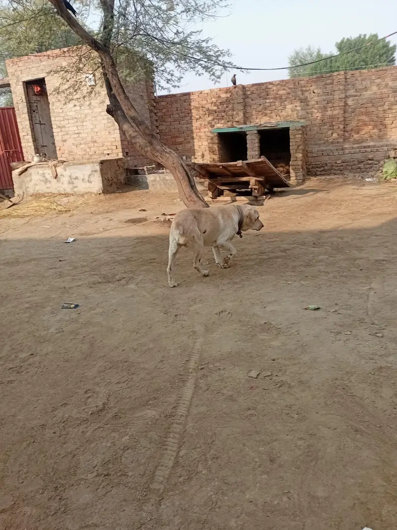 British Labrador retriever female dog — photo 2