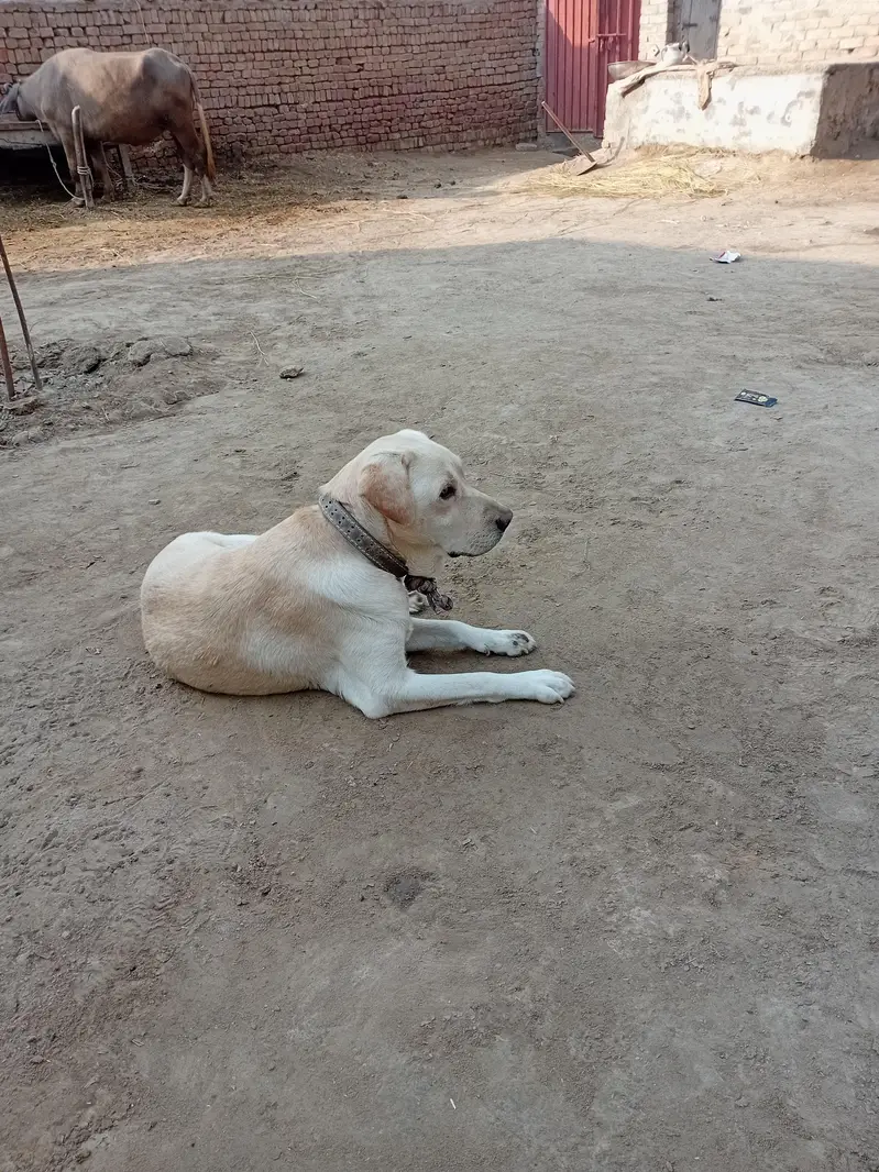 British Labrador retriever female dog — photo 3