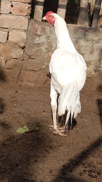 White Heera Aseel