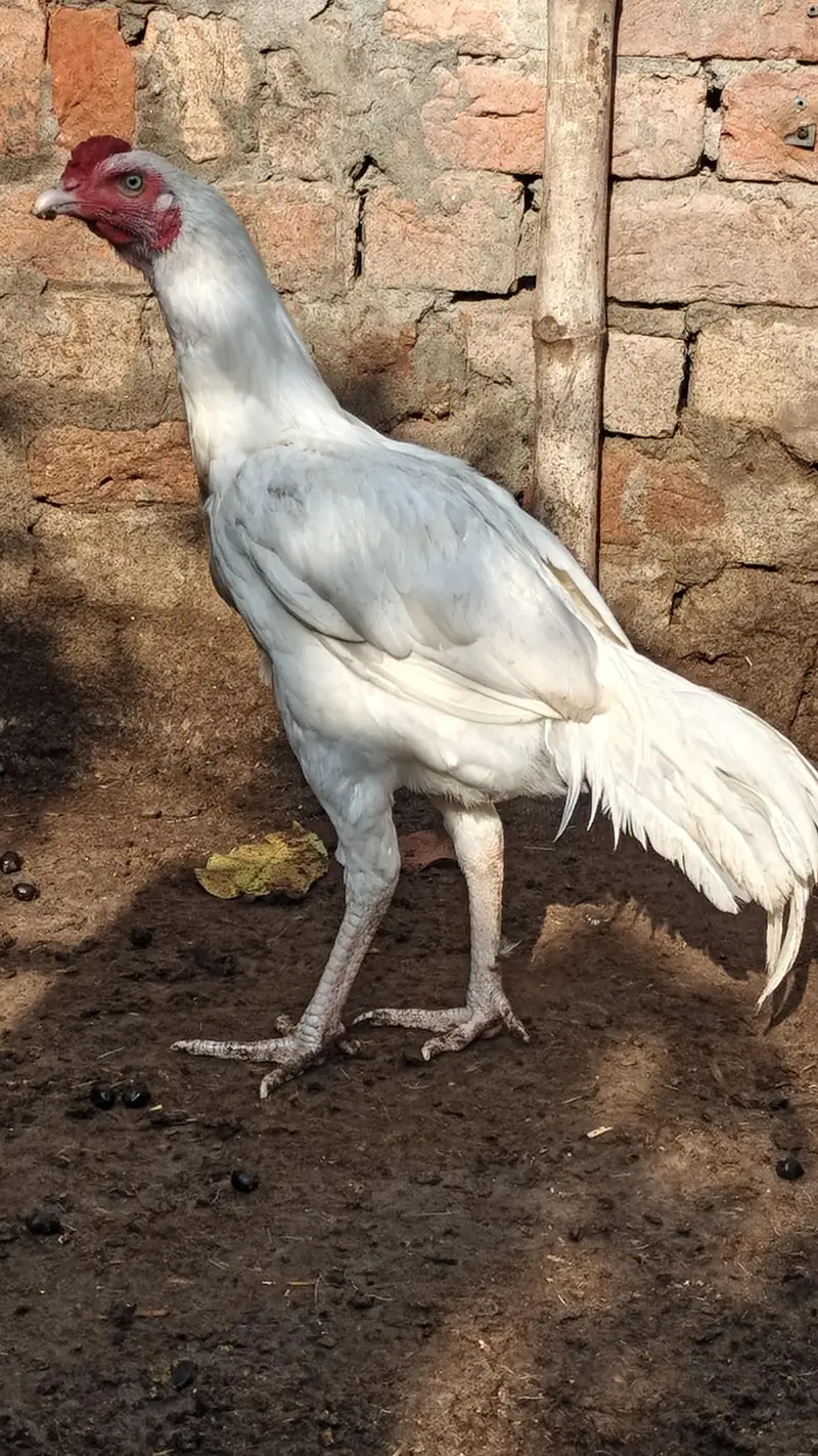 White Heera Aseel — photo 2