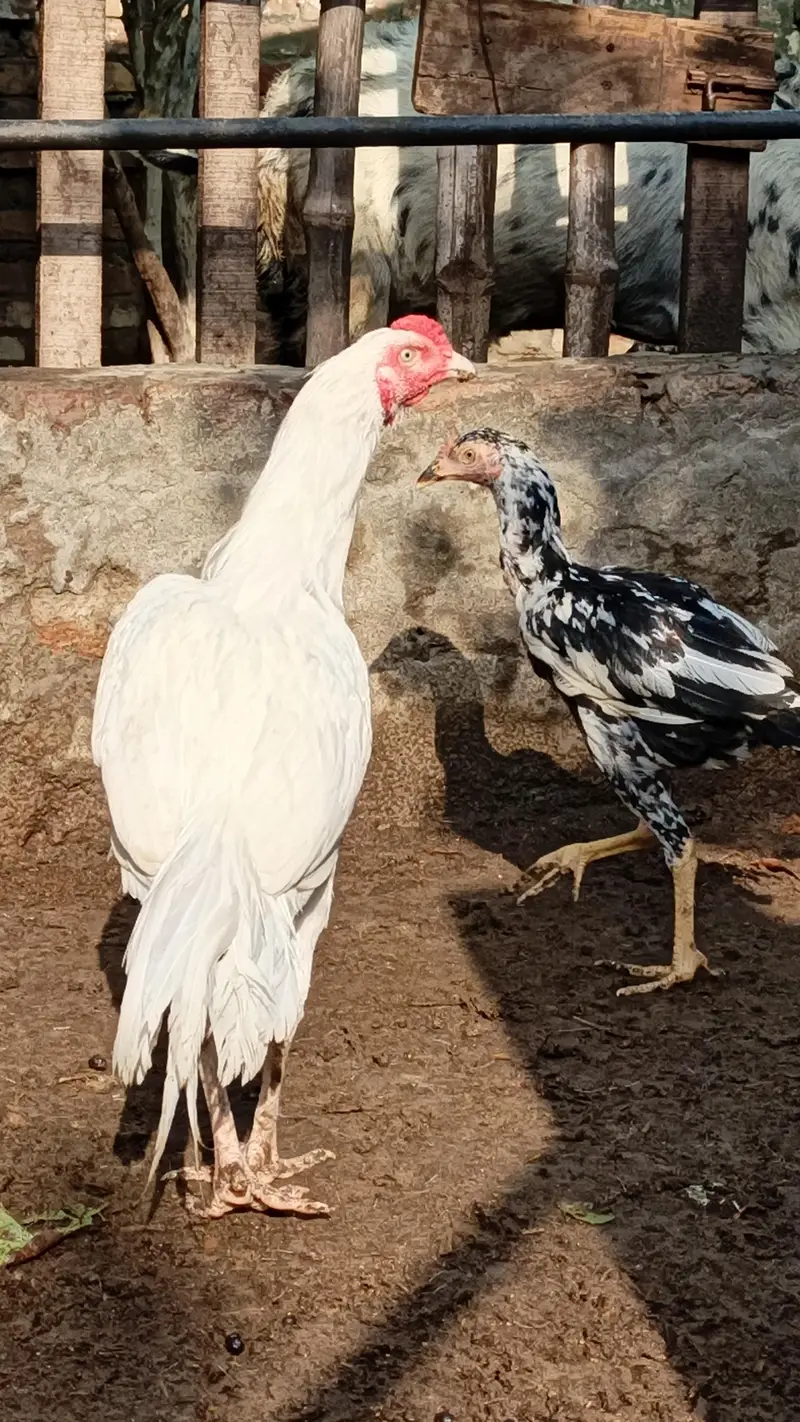 White Heera Aseel — photo 3