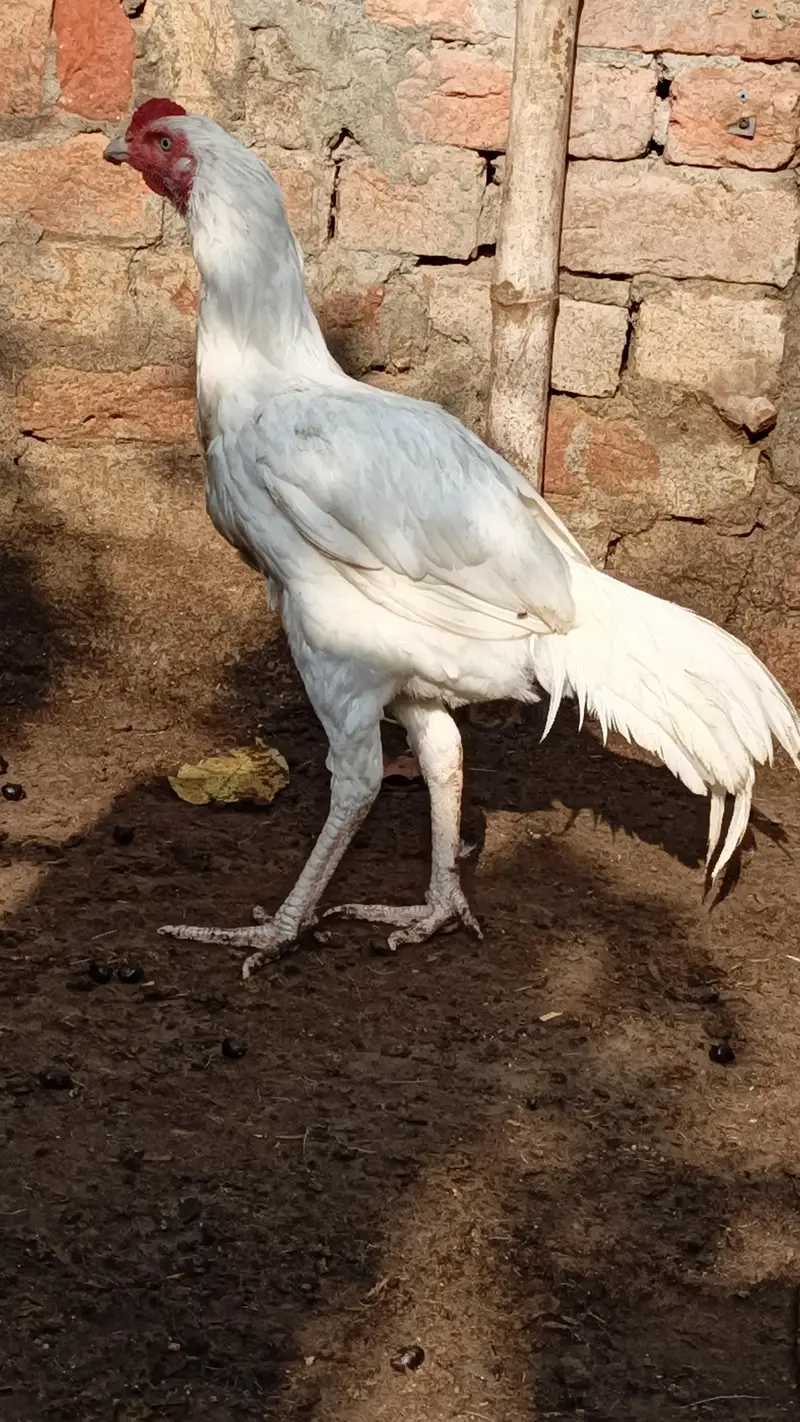 White Heera Aseel — photo 4