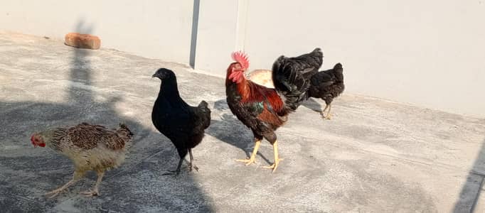 Dasi hens ava for sale
