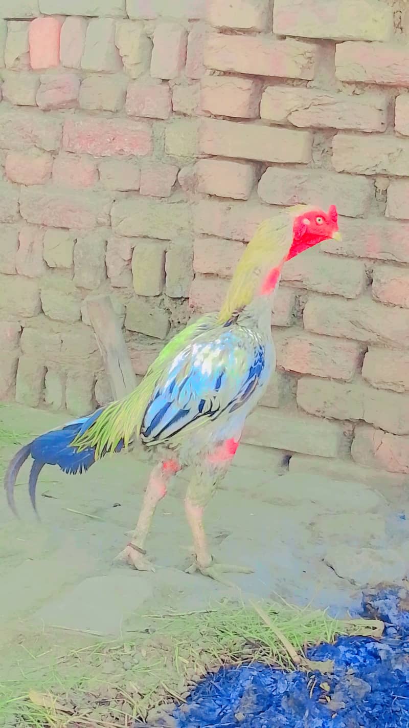 Lasani 0