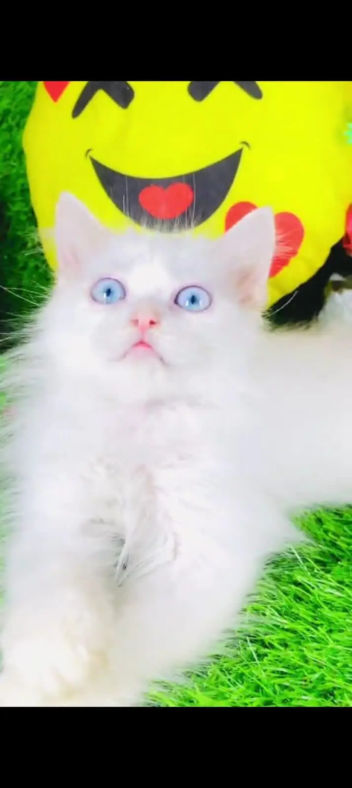 Persian cat for sale male or female double door vaccine clear — photo 4