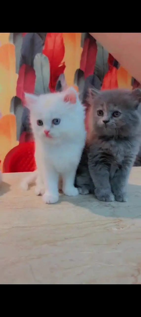 Persian cat for sale male or female double door vaccine clear — photo 5