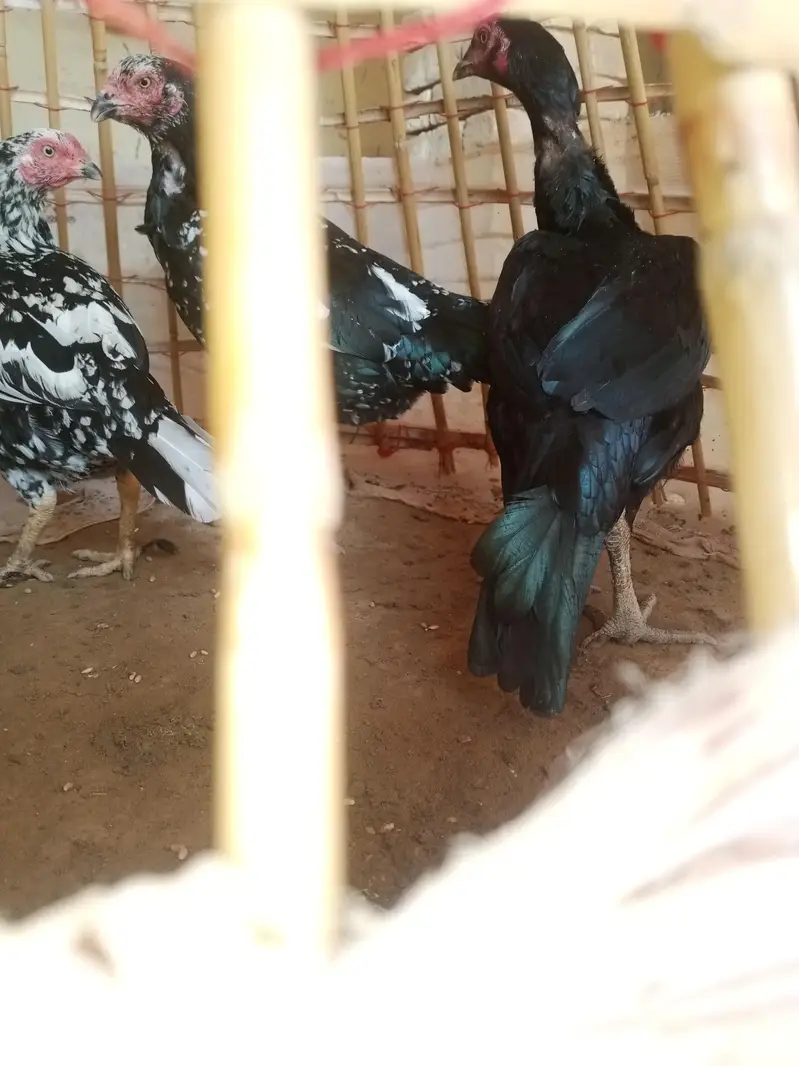 urgent sale — photo 3