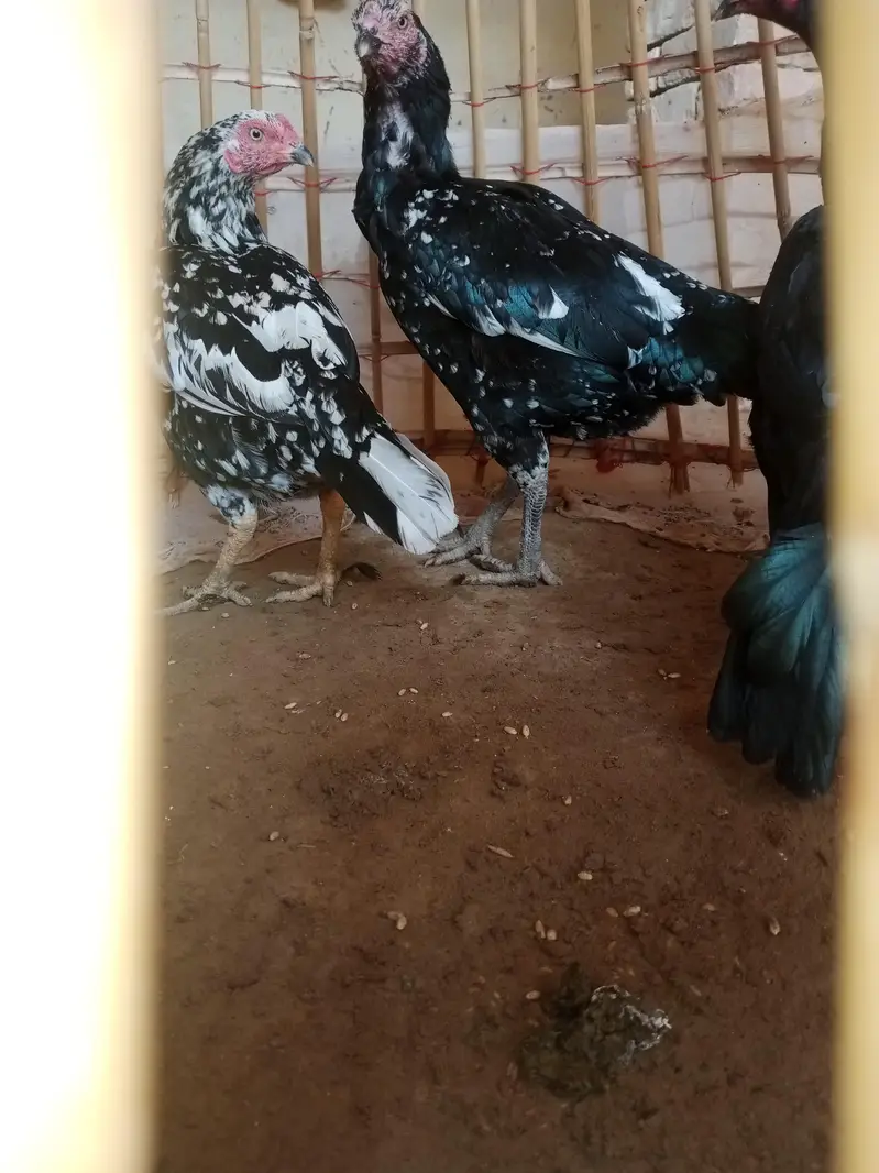 urgent sale — photo 4