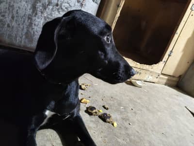 pointer