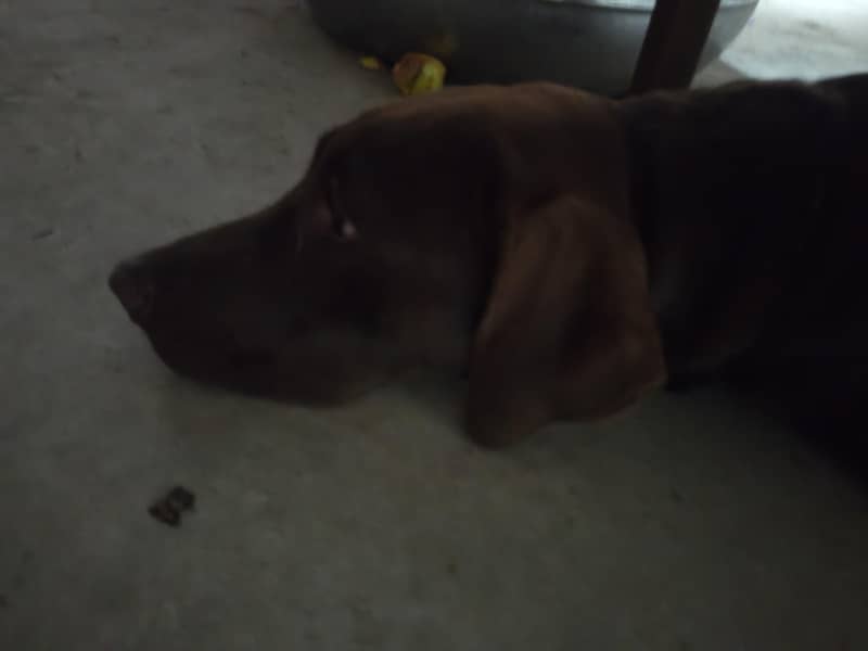 pointer 1