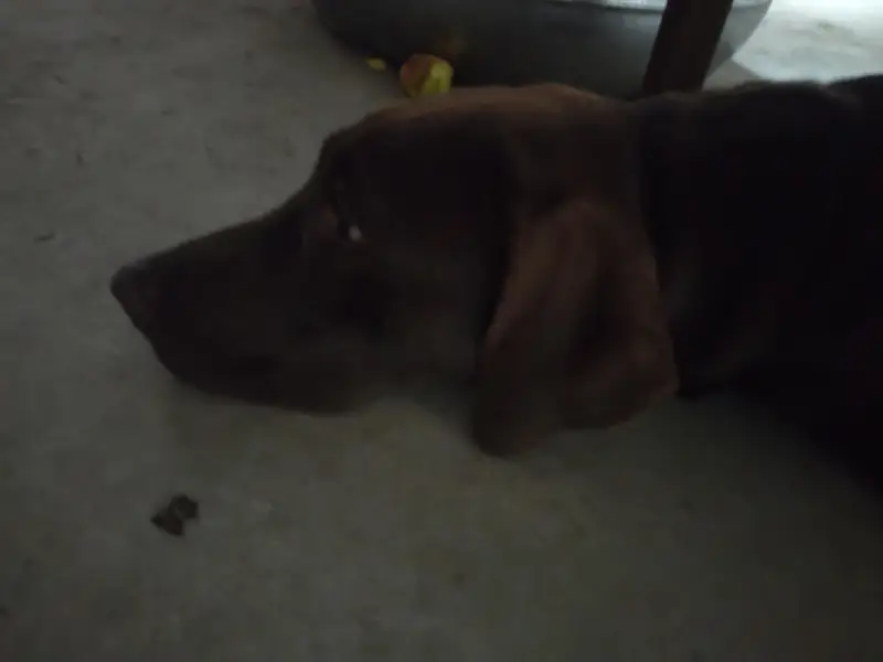 pointer — photo 2