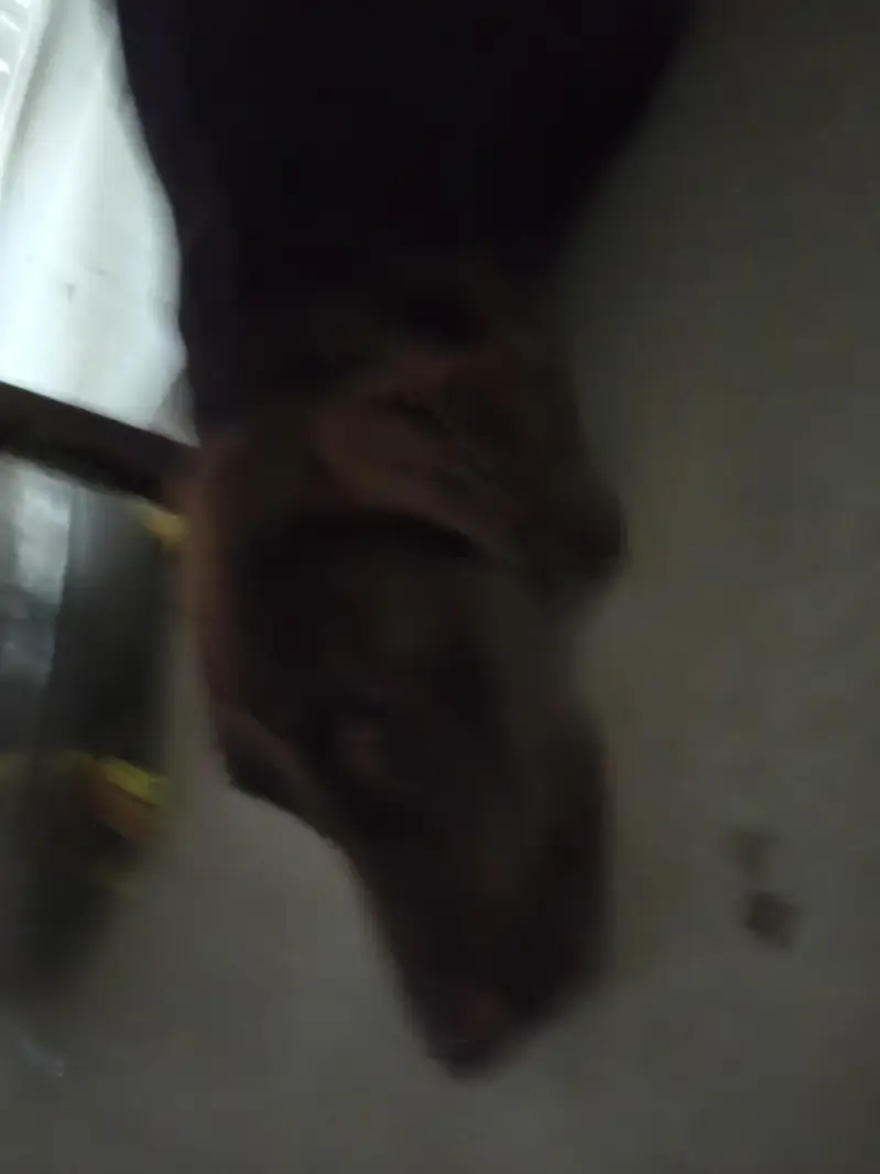 pointer — photo 3