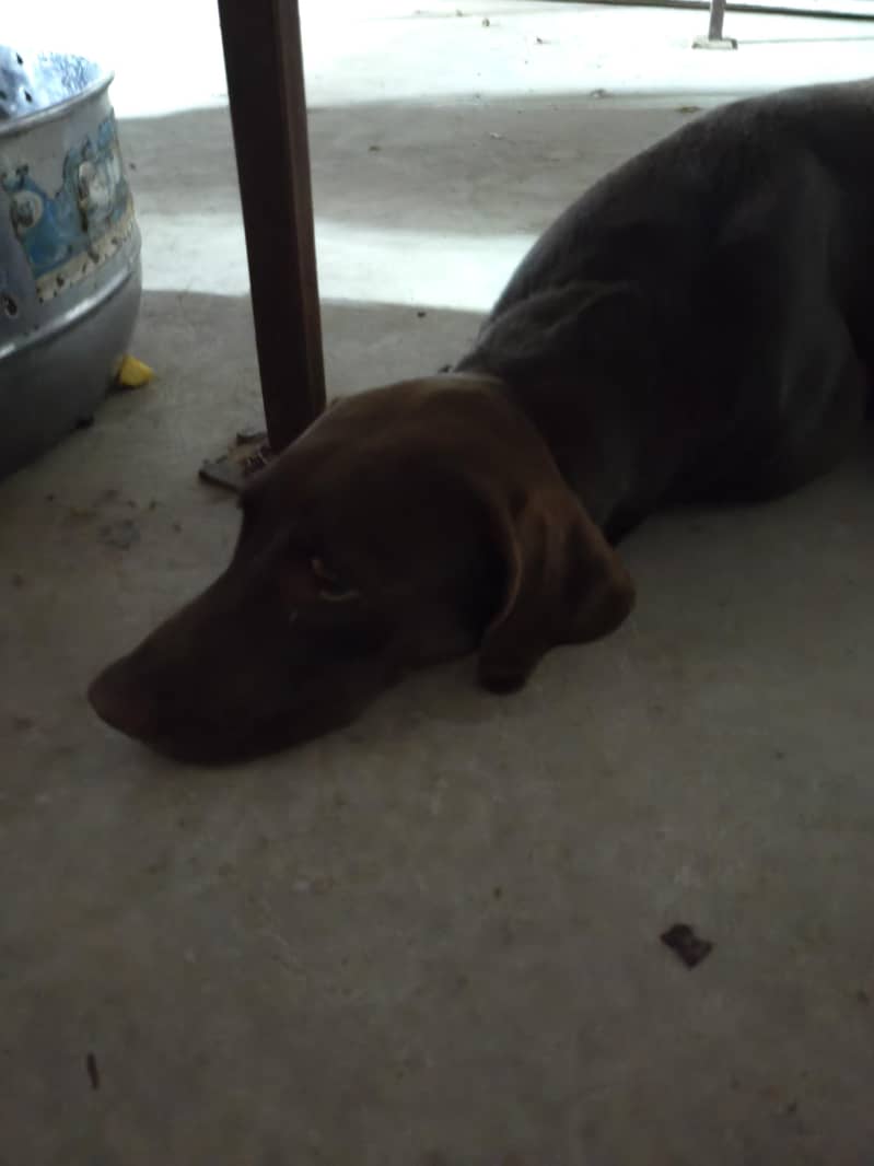 pointer 3