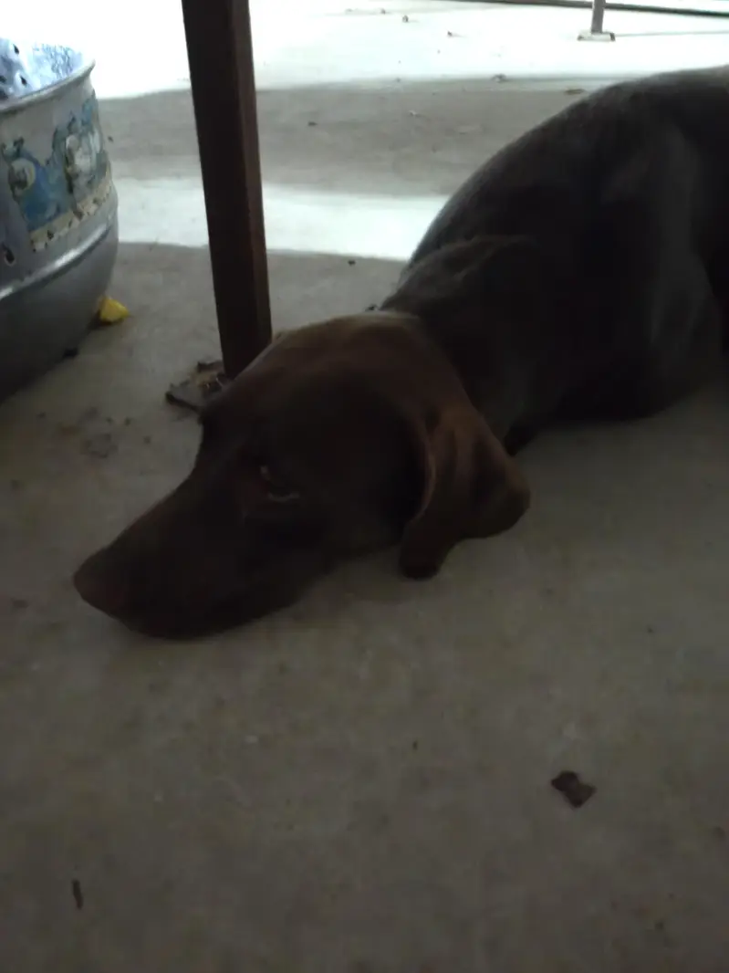 pointer — photo 4