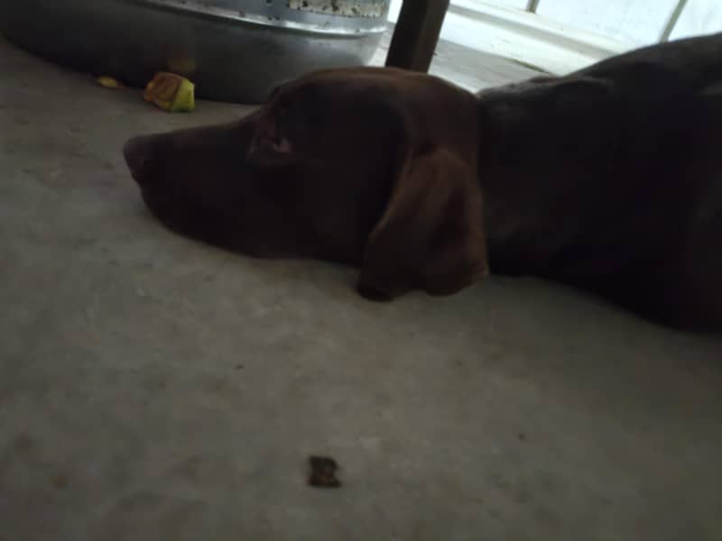 pointer 4