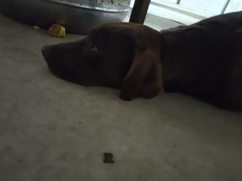 pointer — photo 5